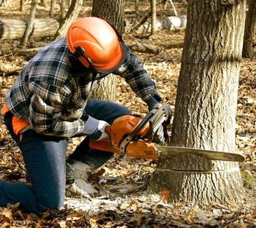 Tree Removal in Benedict, KS